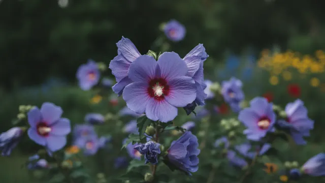 Rose of Sharon