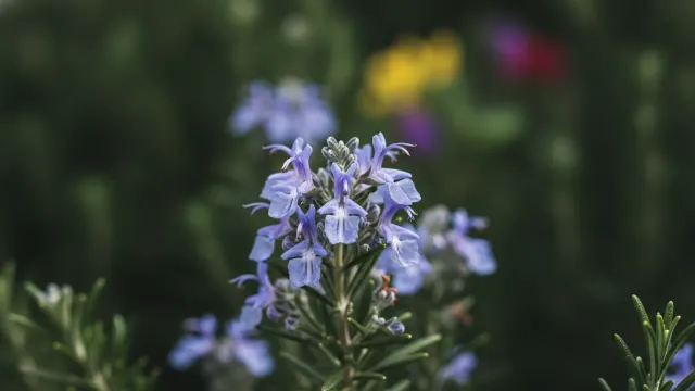 Rosemary