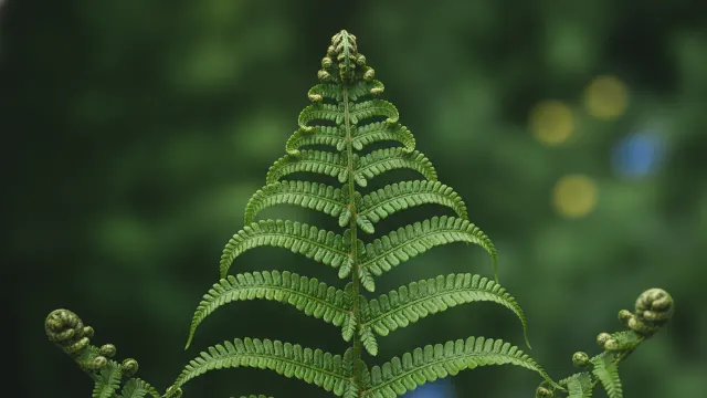 Royal Fern