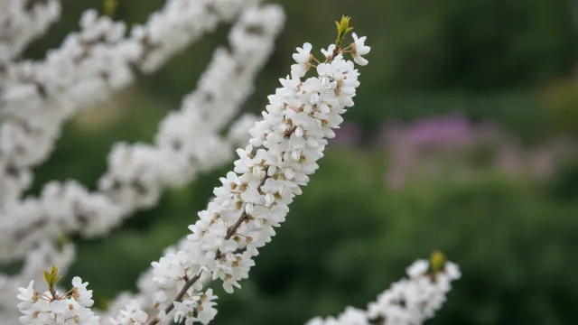 Royal White Redbud