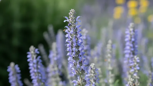 Russian Sage