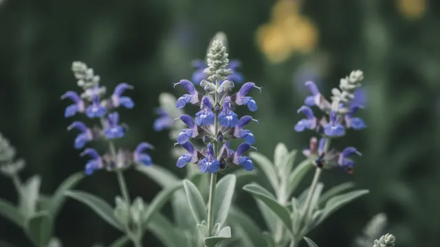Sage