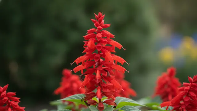 Salvia (Annual)