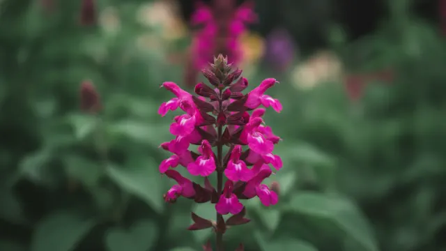 Pink Profusion