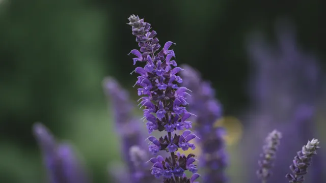 Violet Riot