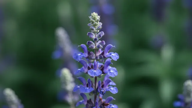 Perennial Salvia