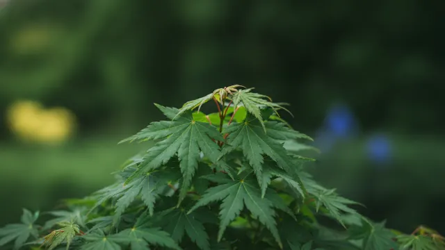 Coral Bark Maple