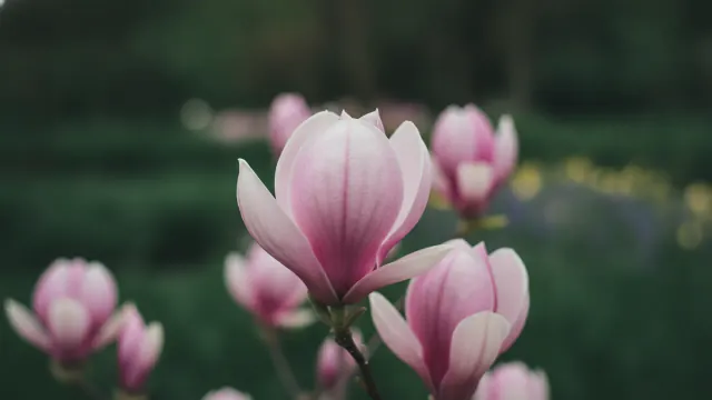 Saucer Magnolia