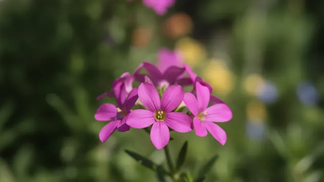 Pink Fan Flower