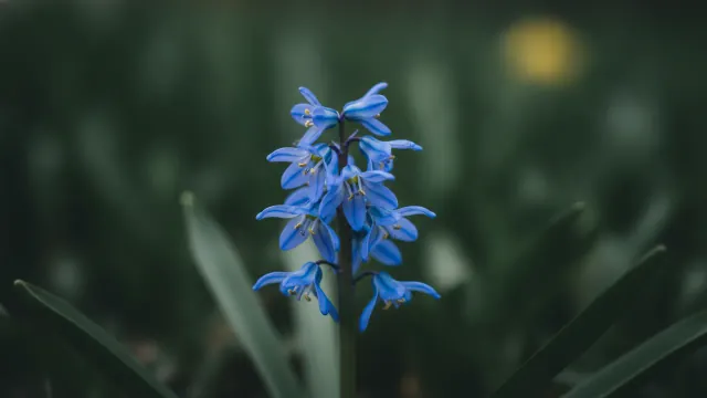 Alpine Squill