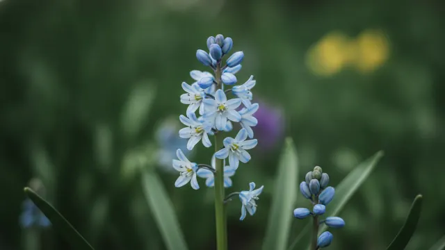 Early Squill