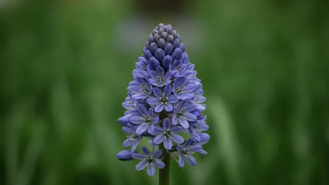Portuguese Squill