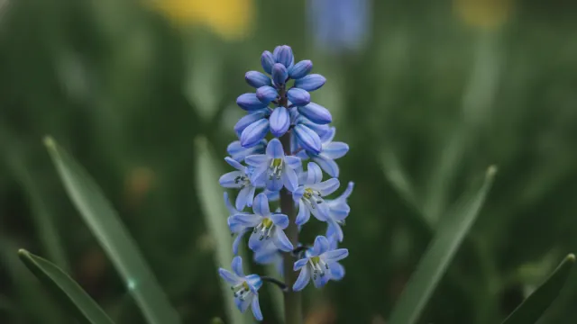 Siberian Squill
