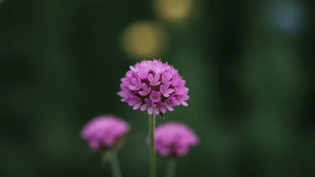 Sea Thrift