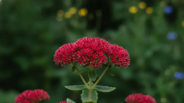 Autumn Joy Sedum