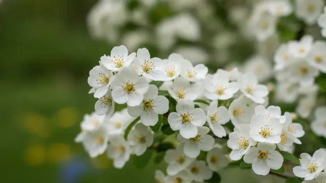 Serviceberry