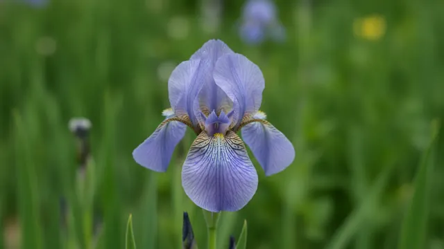 Siberian Iris