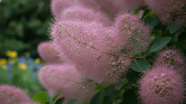 Smokebush