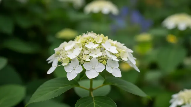 Smooth Hydrangea