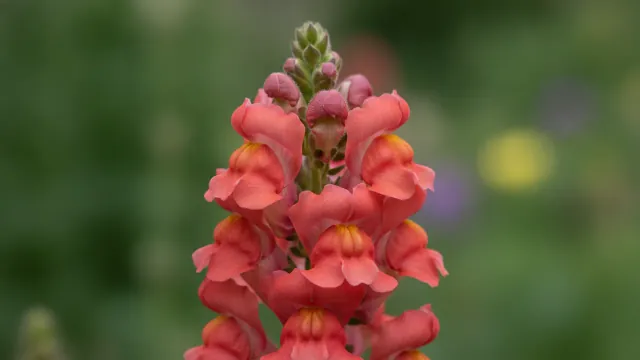 Coral Snapdragon