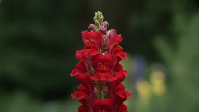 Red Snapdragon