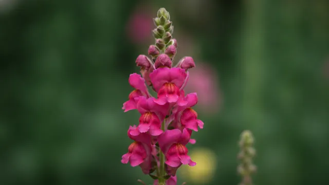 Rocket Snapdragon