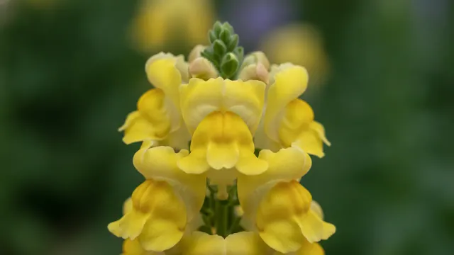 Yellow Snapdragon