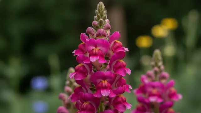 Snapdragon