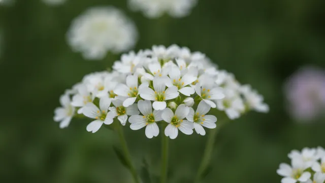 Snow-in-Summer