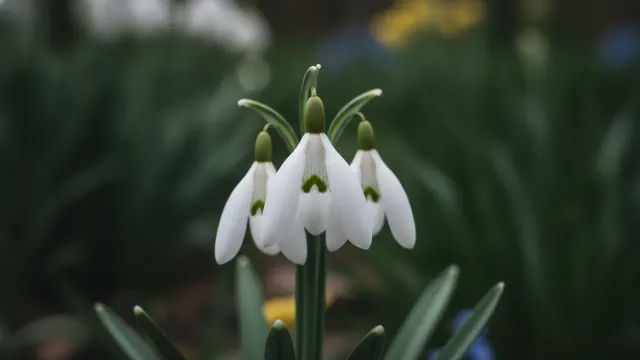 Snowdrop