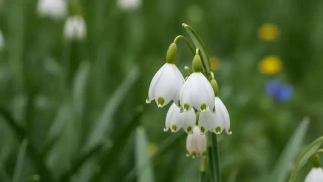 Summer Snowflake