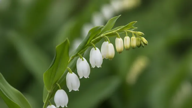 Solomon's Seal