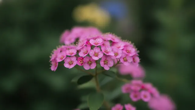 Little Princess