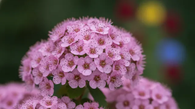 Spirea
