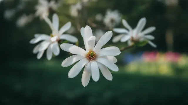 Star Magnolia