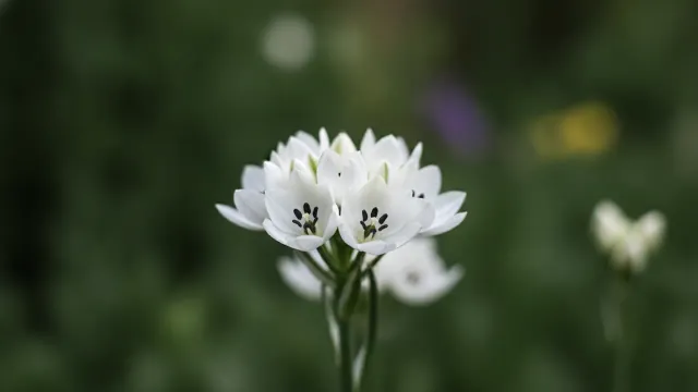 Arabicum