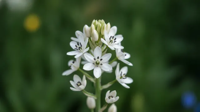 Chincherinchee