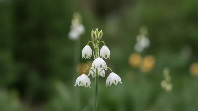 Silver Bells