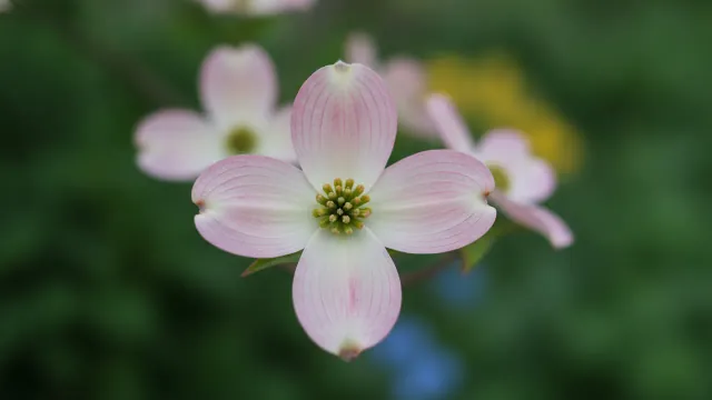 Stellar Pink