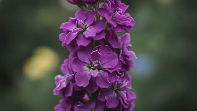 Purple Stock