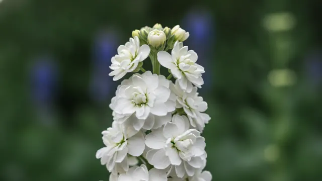 White Stock