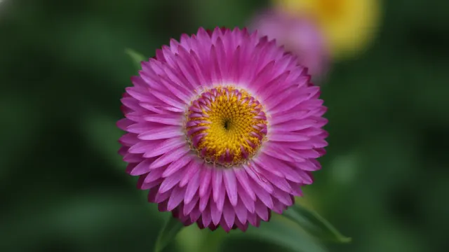 Purple Strawflower