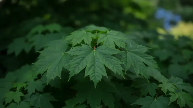 Sugar Maple