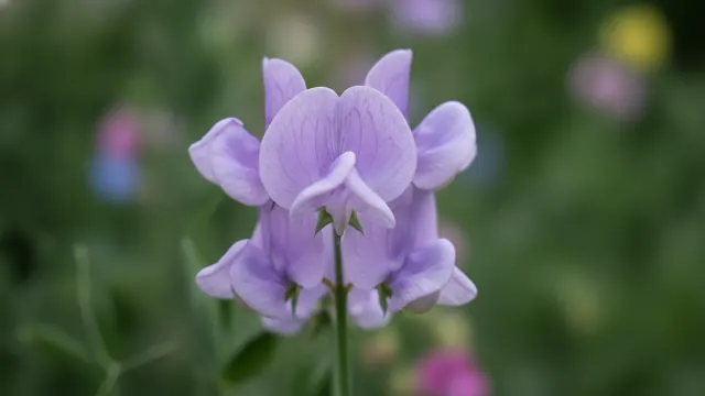 Lavender Sweet Pea