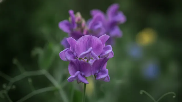 Cupani
