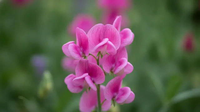 Sweet Pea