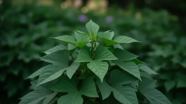 Sweet Potato Vine