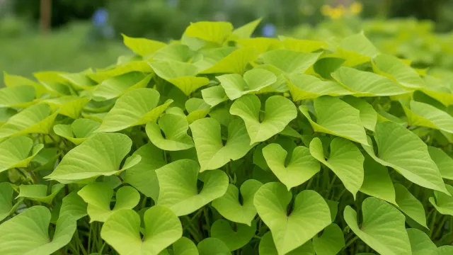 Sweet Potato Vine