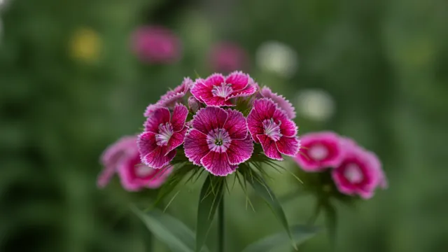 Sweet William