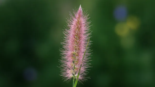 Shenandoah